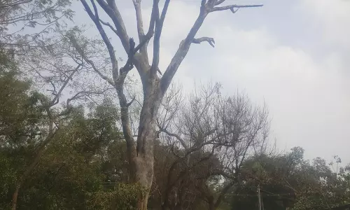 பட்டுப்போன மரம்