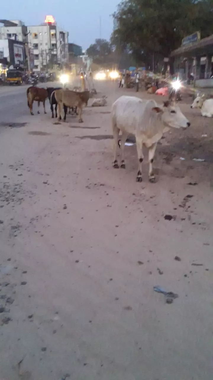 போக்குவரத்துக்கு இடையூறான மாடுகள்