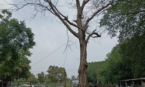 பட்டுப்போன மரம் அகற்றப்படுமா?