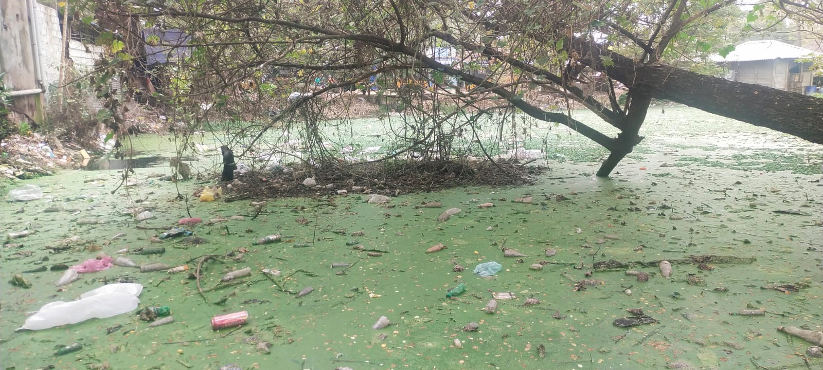 குளம் தூர்வாரப்படுமா? குளம் தூர்வாரப்படுமா?