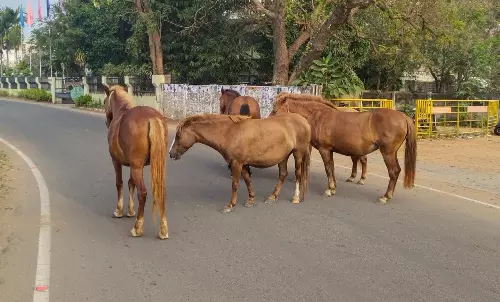 சாலையில் சுற்றித்திரியும் குதிரைகள் சாலையில் சுற்றித்திரியும் குதிரைகள்