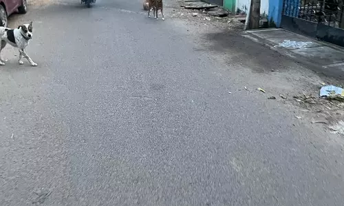 நாய்கள் தொல்லை நாய்கள் தொல்லை