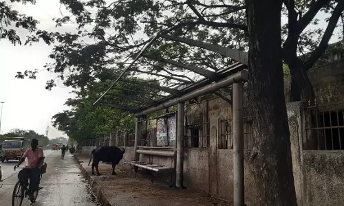 மாடுகளும், நிழற்குடையும் மாடுகளும், நிழற்குடையும்