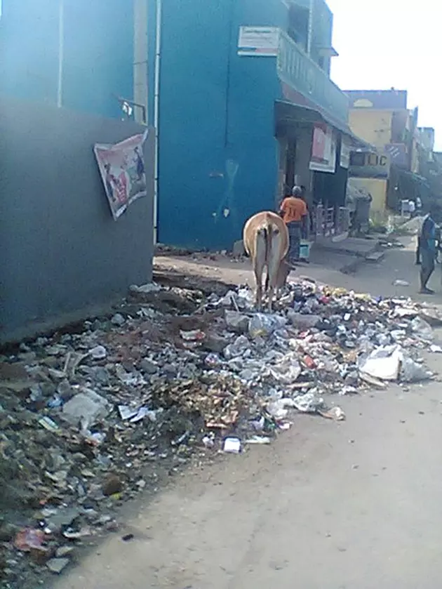 குப்பை தொட்டி வைக்கப்படுமா?