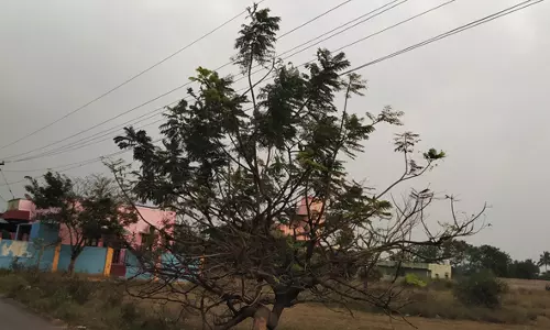 மின்கம்பிகளில் உரசும் மரக்கிளைகள் அகற்றப்படுமா? மின்கம்பிகளில் உரசும் மரக்கிளைகள் அகற்றப்படுமா?