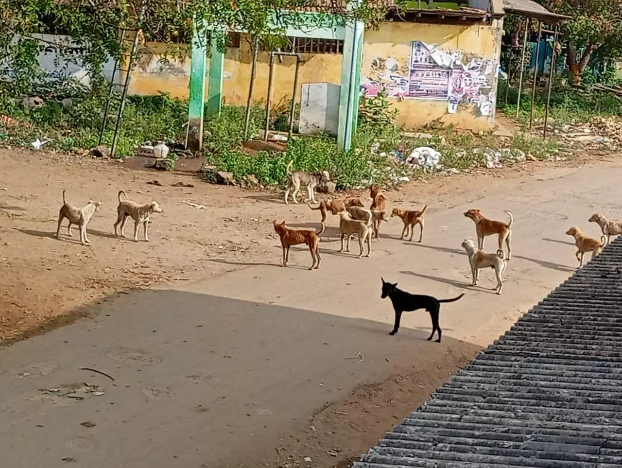 தெருநாய்களால் மக்கள் அச்சம் தெருநாய்களால் மக்கள் அச்சம்