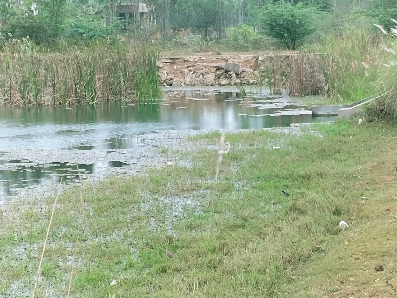 தூர்ந்து வரும் ஊரணி