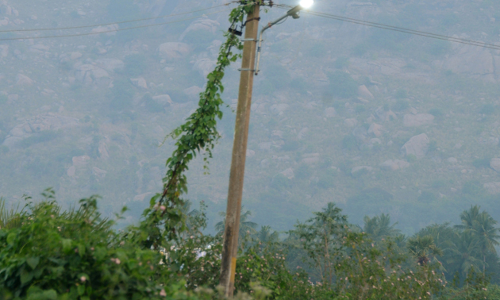 மின்கம்பத்தில் படரும் கொடி மின்கம்பத்தில் படரும் கொடி