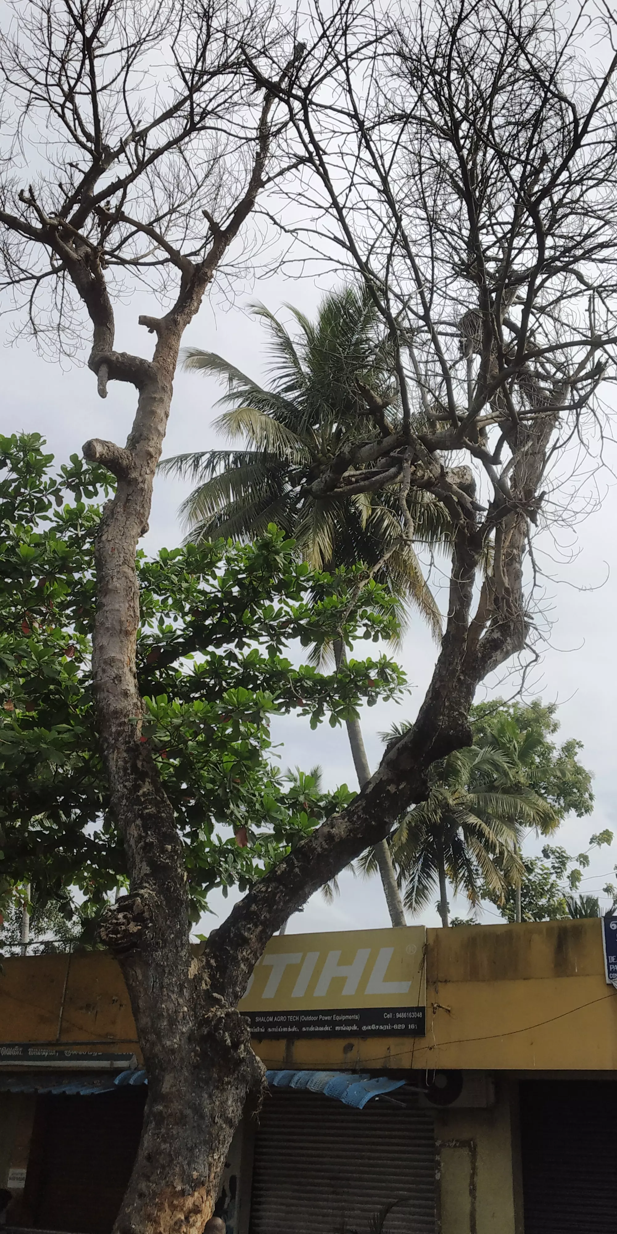 உலர்ந்த மரம் அகற்றப்படுமா