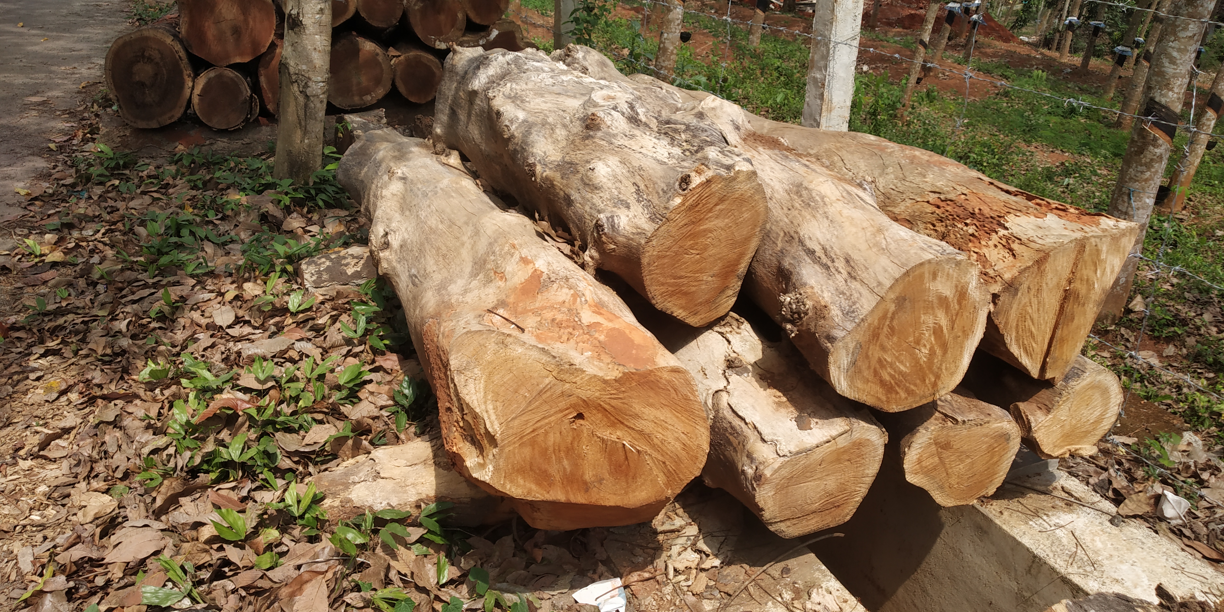 மரத்தடிகள் அகற்றப்படுமா மரத்தடிகள் அகற்றப்படுமா