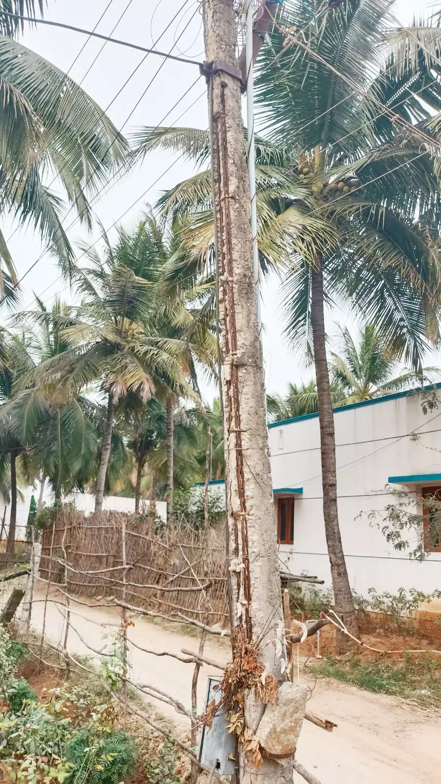 எலும்புக்கூடான மின்கம்பம்