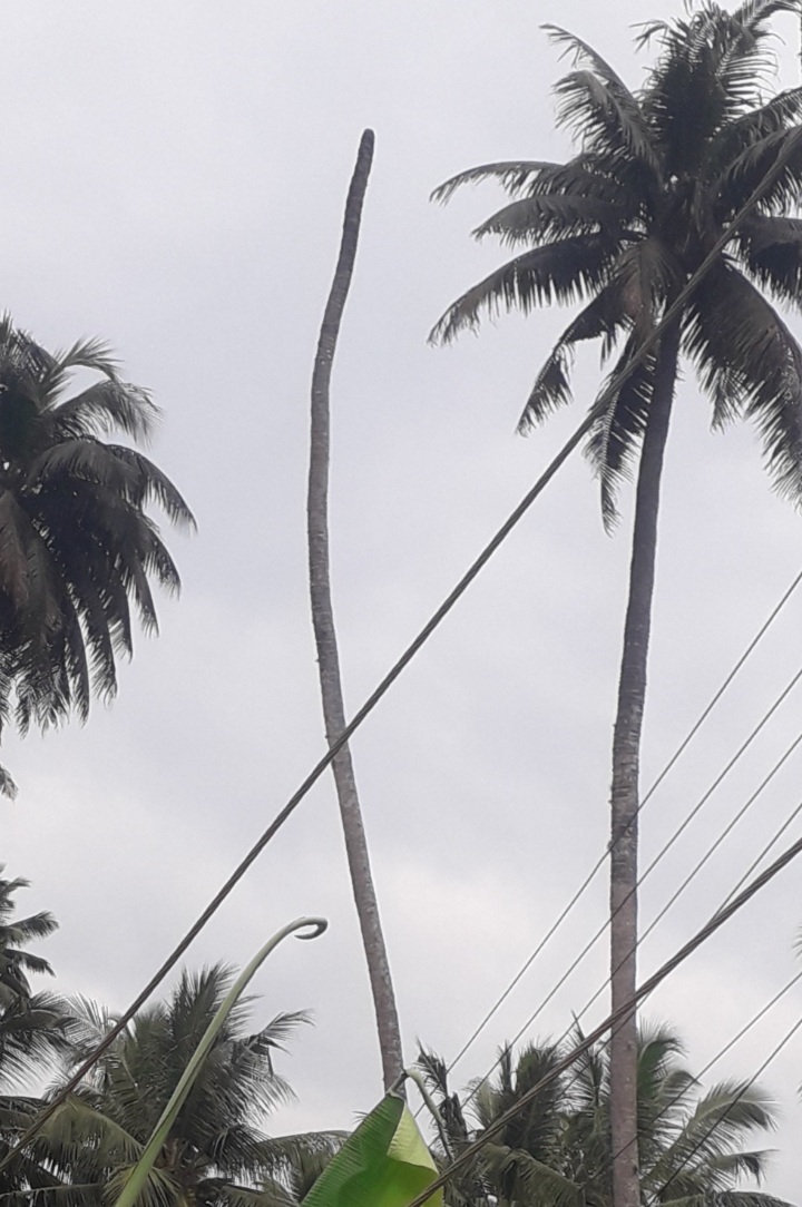 மரத்ைத அகற்ற வேண்டும்