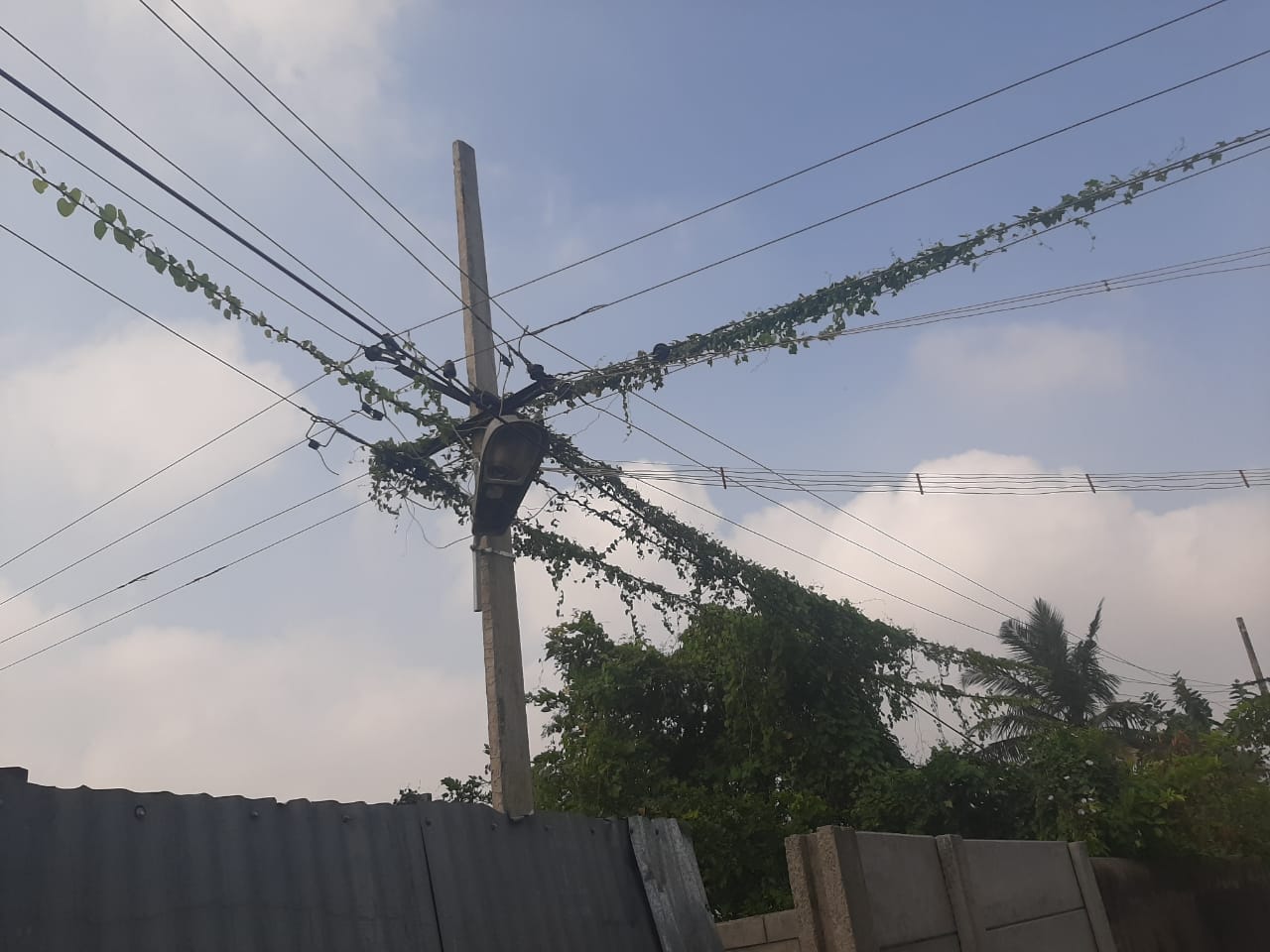 மின்கம்பத்தில் படர்ந்துள்ள செடி, கொடிகள்