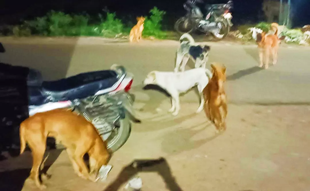 தெருநாய்கள் தொல்லை