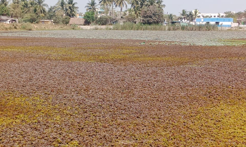 குளம் தூர்வாரப்படுமா?