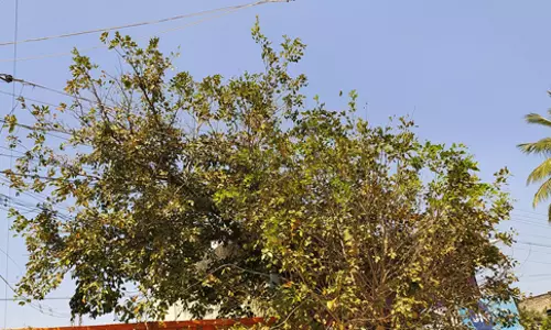 மின்கம்பிகளில் உரசும் மரக்கிளைகளால் ஆபத்து