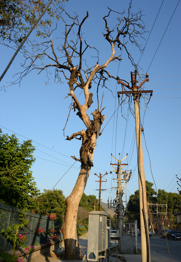 பட்டுப்போன மரத்தை அகற்றுவார்களா? பட்டுப்போன மரத்தை அகற்றுவார்களா?
