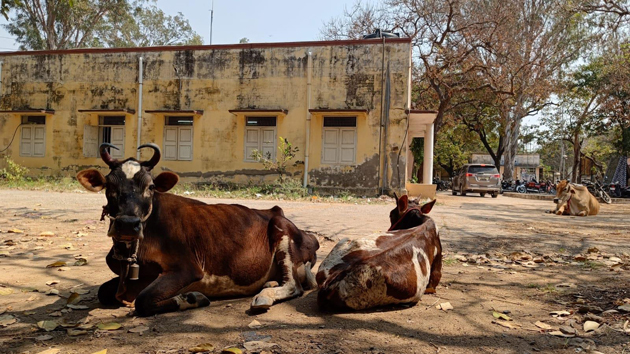 மாடுகள் தொல்லை