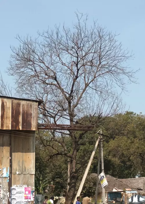 பட்டுப்போன மரம்