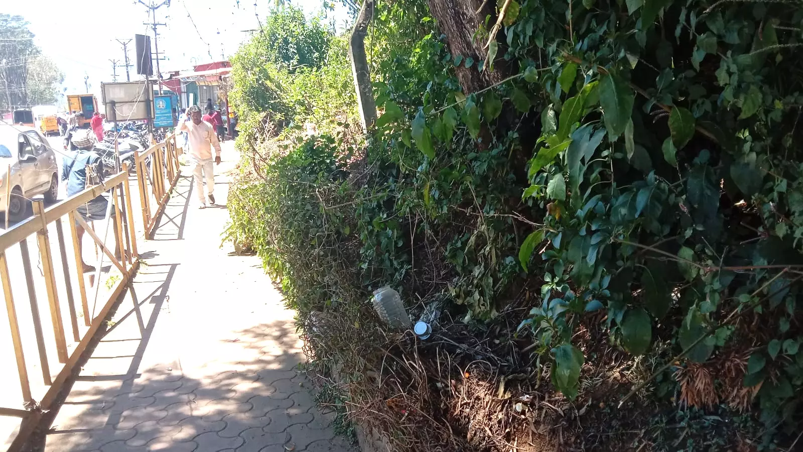 புதர் செடிகள் அகற்றப்படுமா?