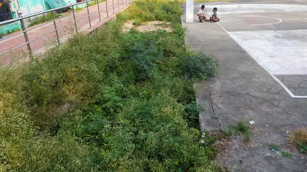 விளையாட்டு மைதானத்தில் வளர்ந்த செடி, கொடிகள்