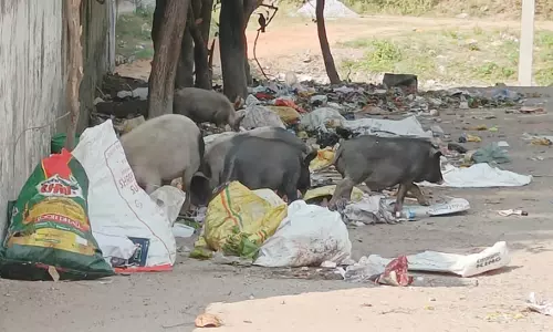 பன்றிகள் தொல்லை