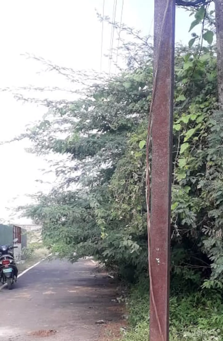 சாலையை ஆக்கிரமித்த முட்செடிகள் சாலையை ஆக்கிரமித்த முட்செடிகள்