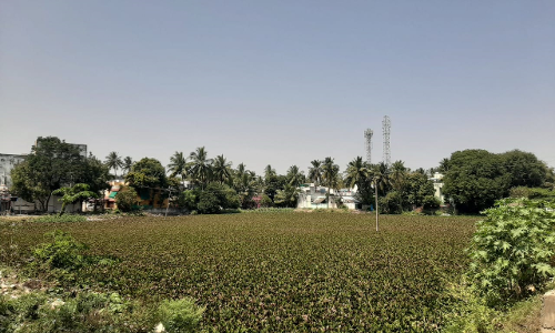 இது வயல்வெளி அல்ல இது வயல்வெளி அல்ல