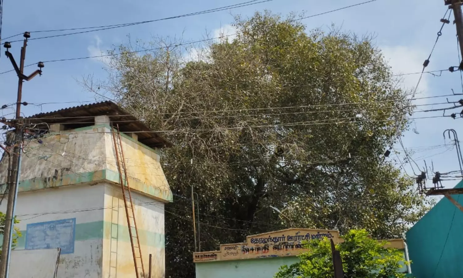 மரக்கிளைகள் வெட்டப்படுமா? மரக்கிளைகள் வெட்டப்படுமா?