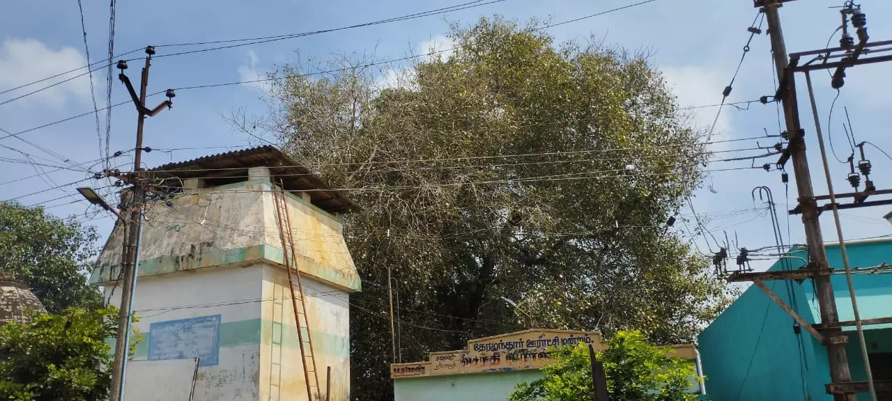 மரக்கிளைகள் வெட்டப்படுமா?