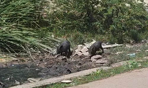 பன்றிகள் தொல்லை பன்றிகள் தொல்லை