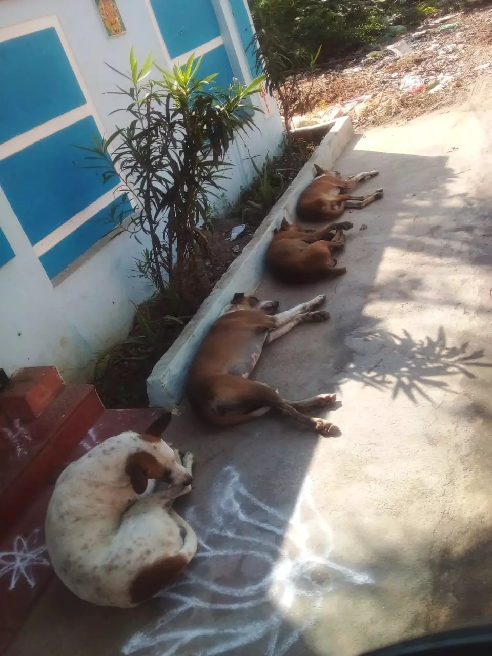 தெரு நாய்கள் தொல்லை