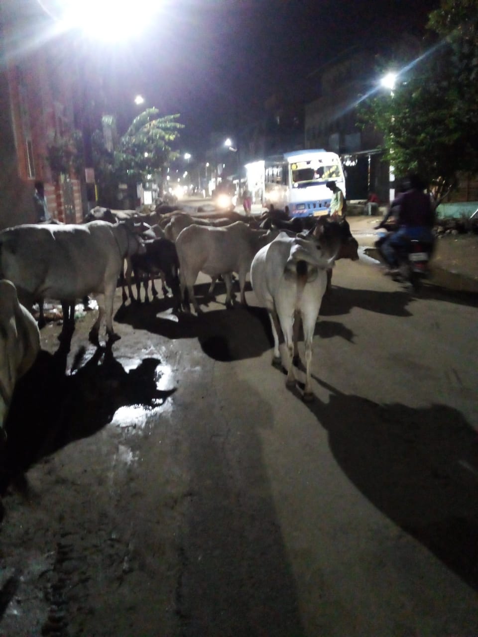 சாலையில் படுக்கும் கால்நடைகள் சாலையில் படுக்கும் கால்நடைகள்