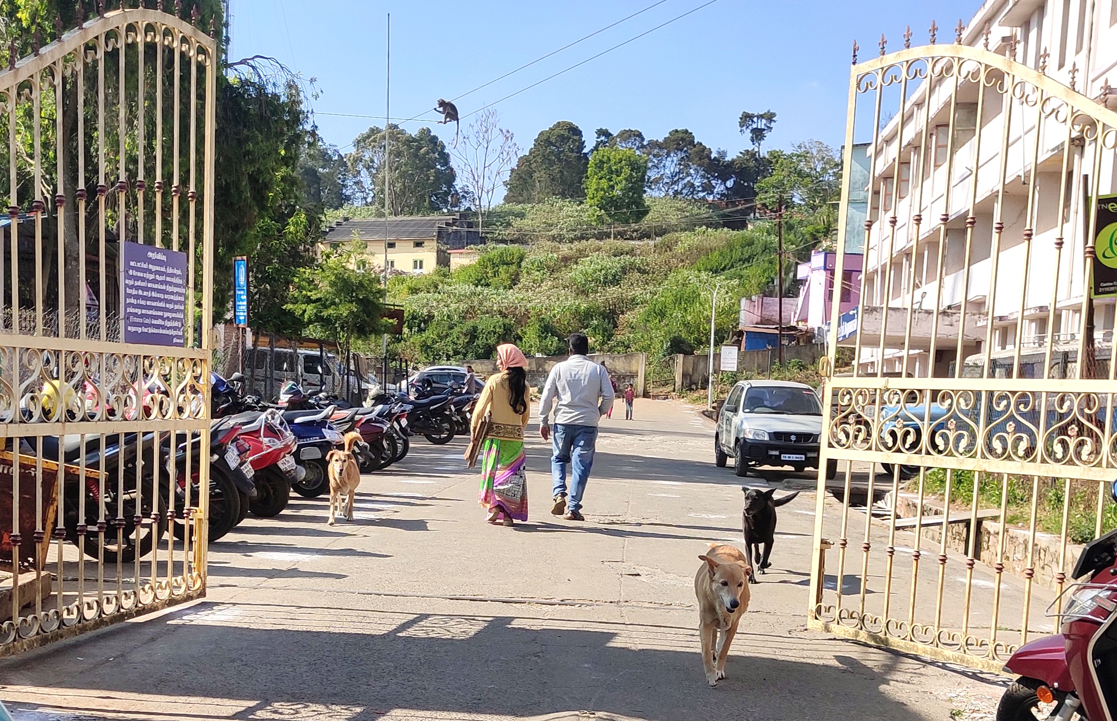 தெருநாய்கள் தொல்லை