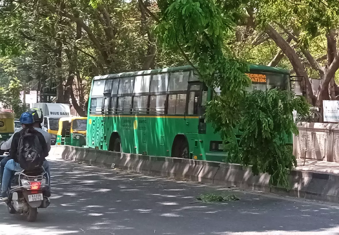 முறிந்து கிடக்கும் மரக்கிளை