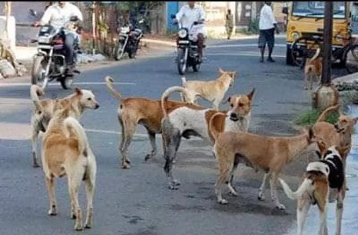 நாய்கள் தொல்லை நாய்கள் தொல்லை