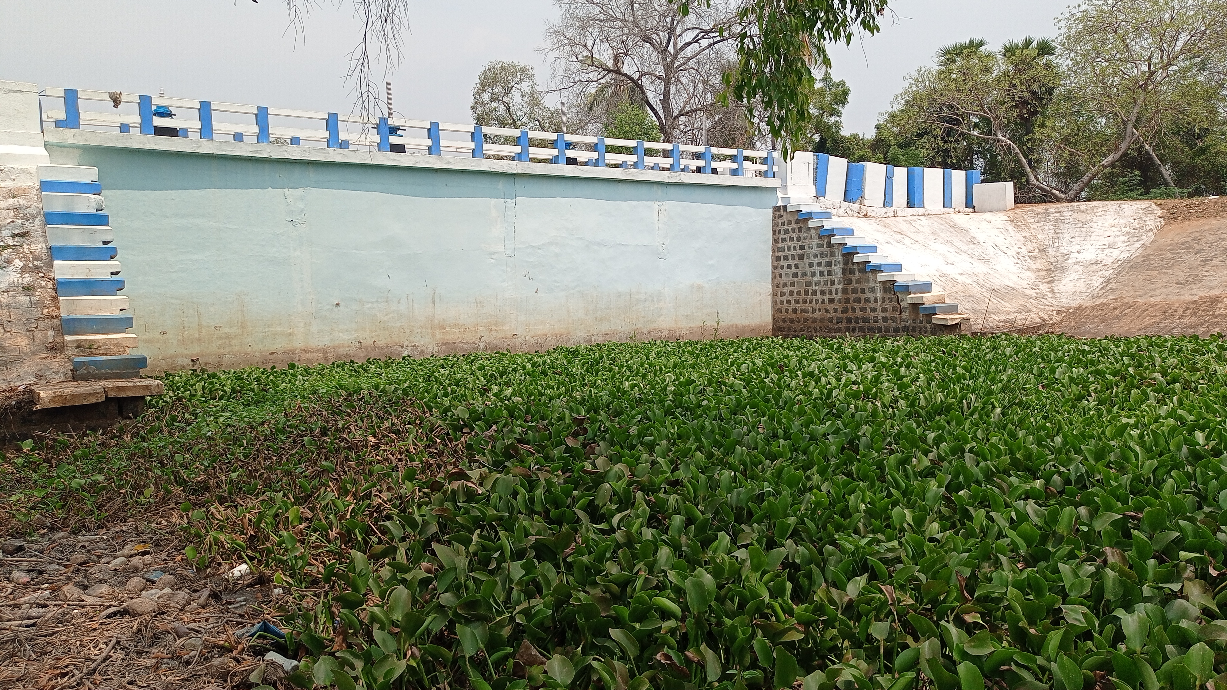 அகற்றப்படாத ஆகாய தாமரைகள்