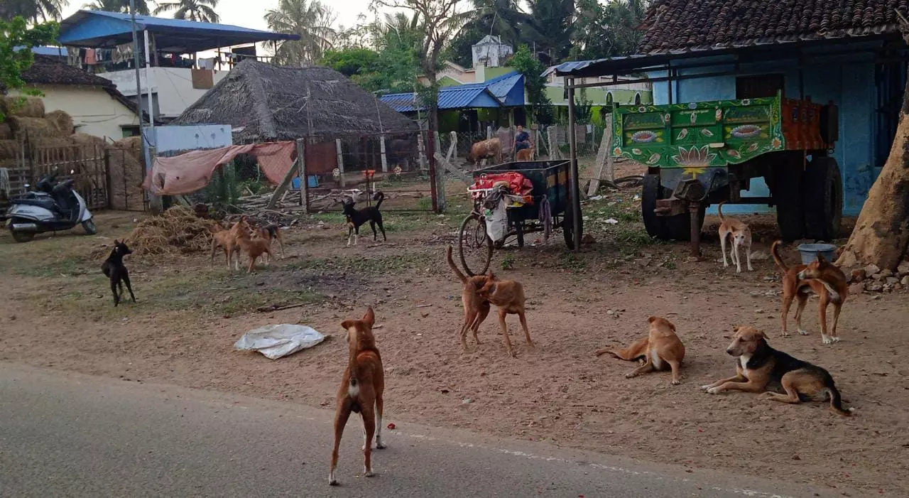 நாய்கள் தொல்லை நாய்கள் தொல்லை