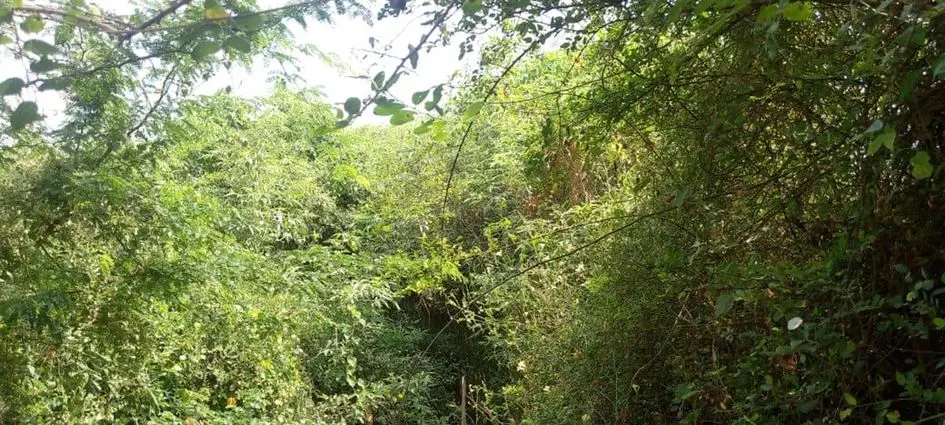 புதர்மண்டி கிடக்கும் மயானம் புதர்மண்டி கிடக்கும் மயானம்