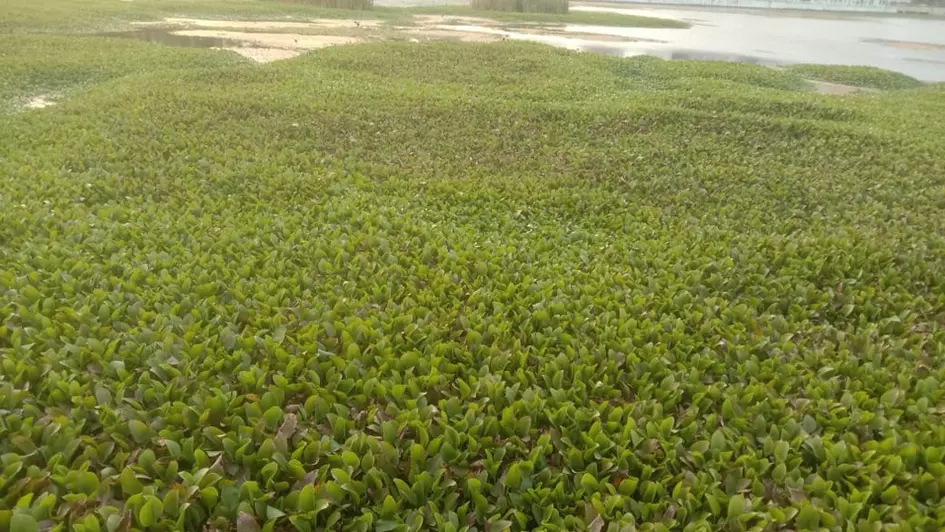 குளத்தில் ஆகாயத்தாமரைகள் குளத்தில் ஆகாயத்தாமரைகள்