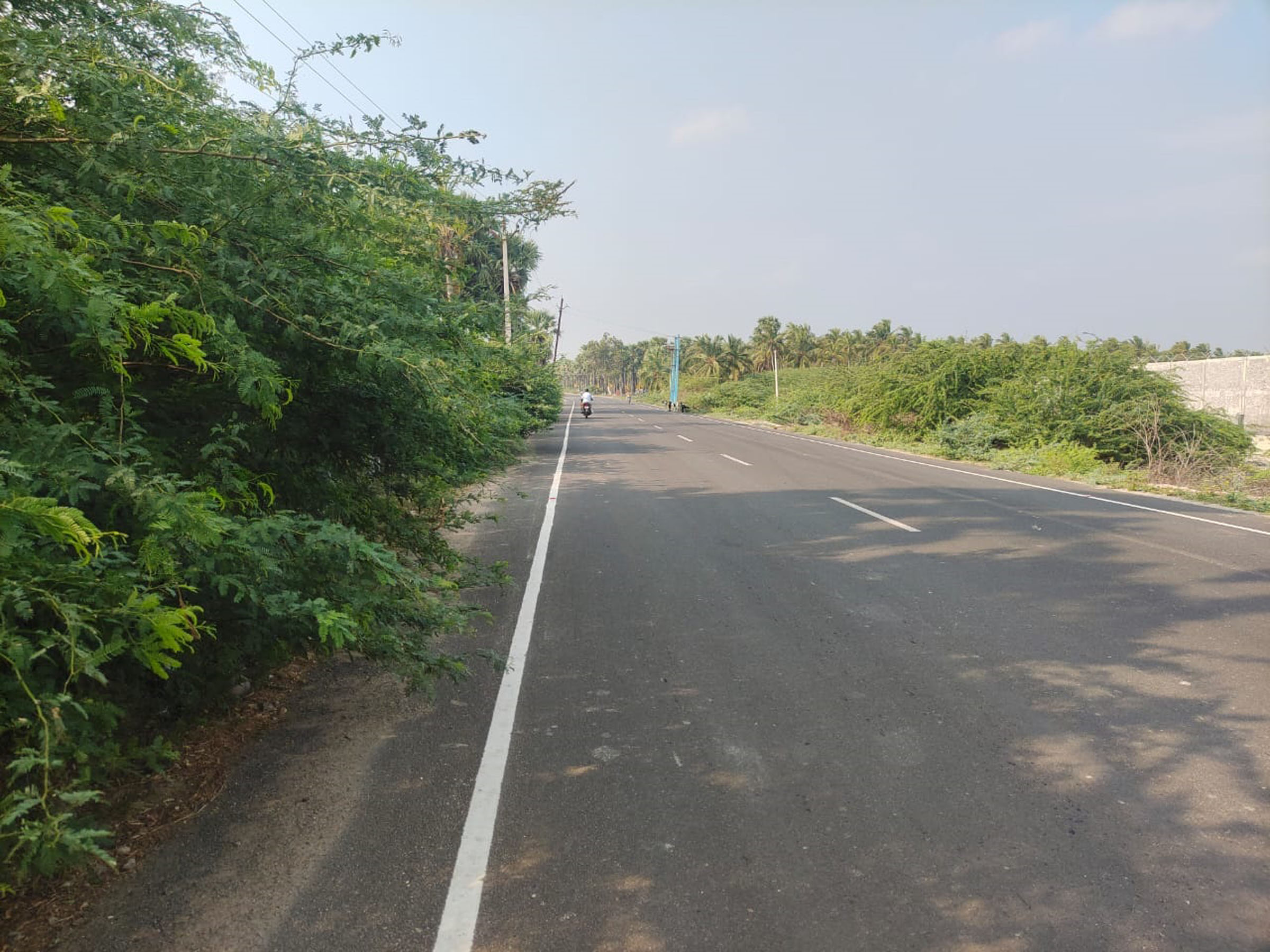 சாலையை ஆக்கிரமித்த முட்செடிகள்