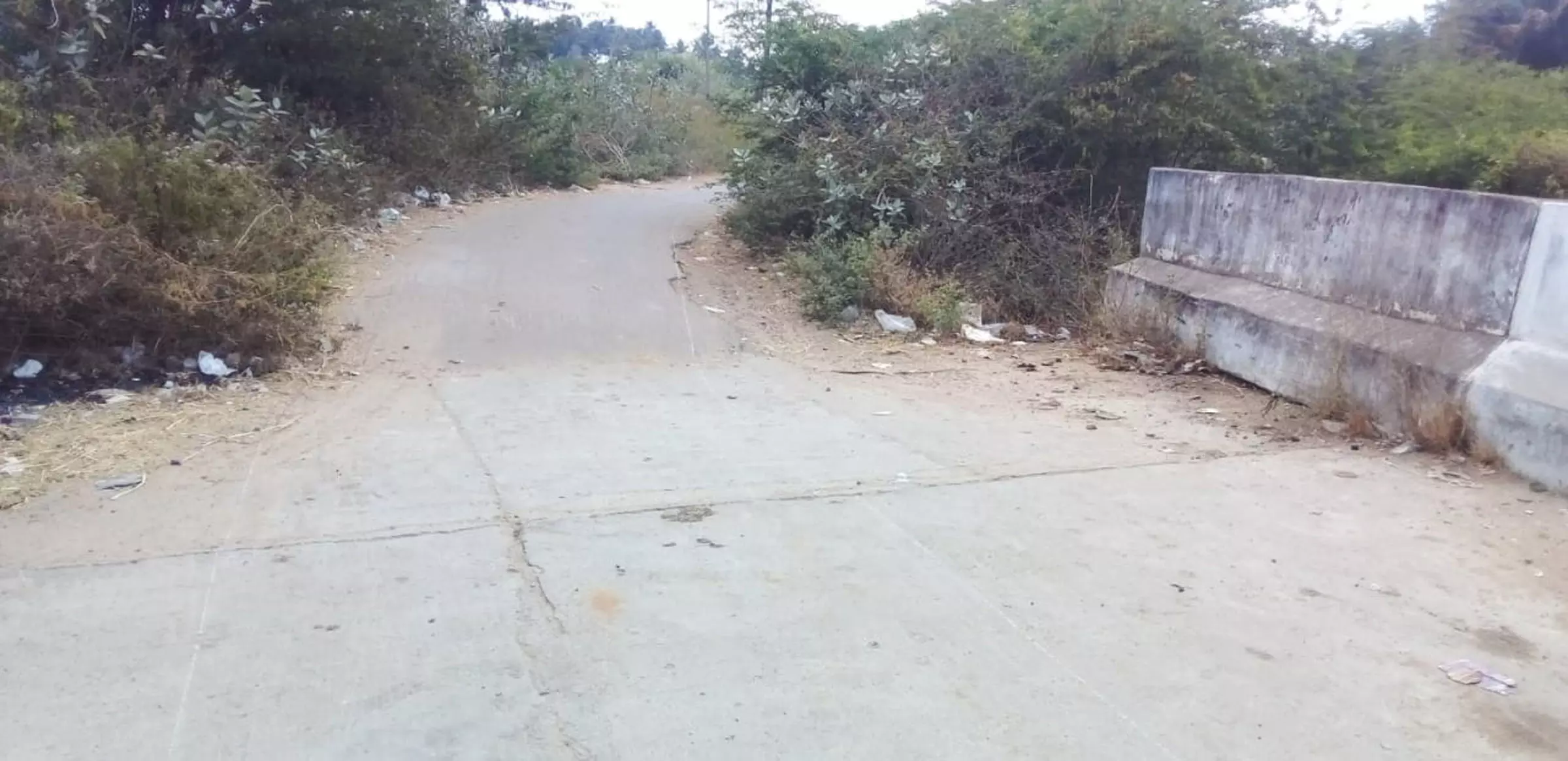 பாலத்தை சூழ்ந்த முட்செடிகள்