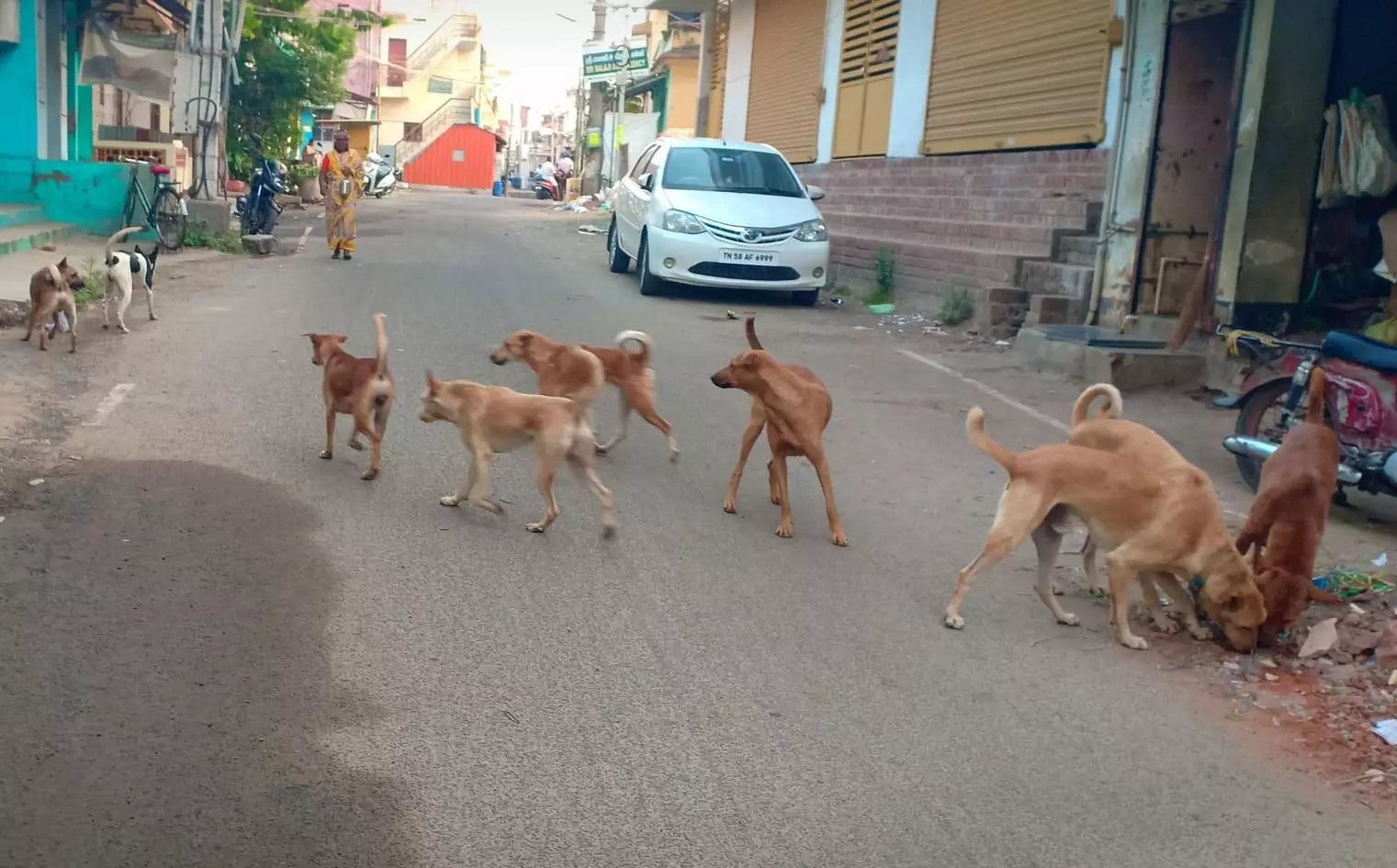 தெருநாய்கள் தொல்லை