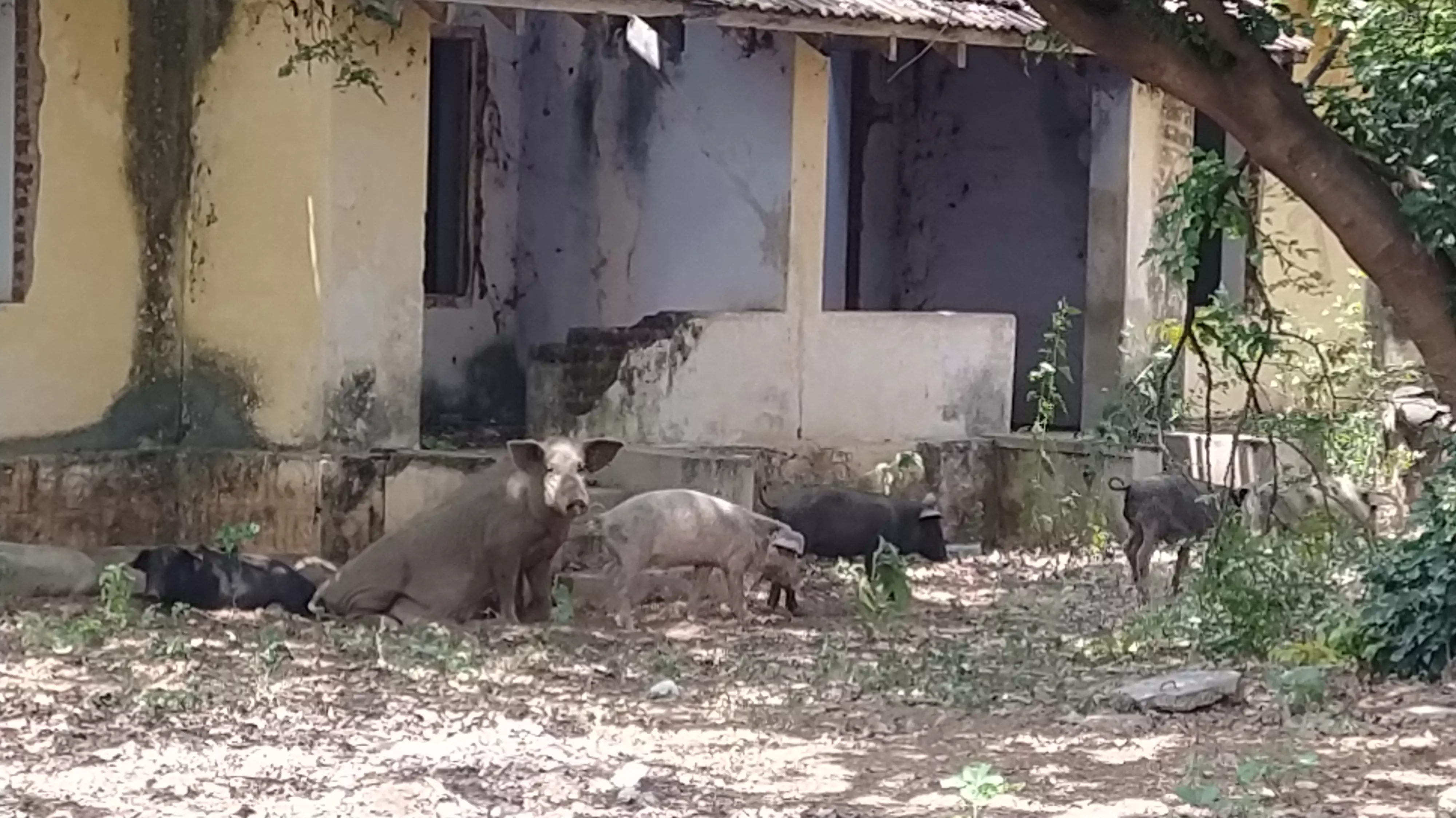 சுகாதார நிலையத்தில் சுற்றி தெரியும் பன்றிகள்