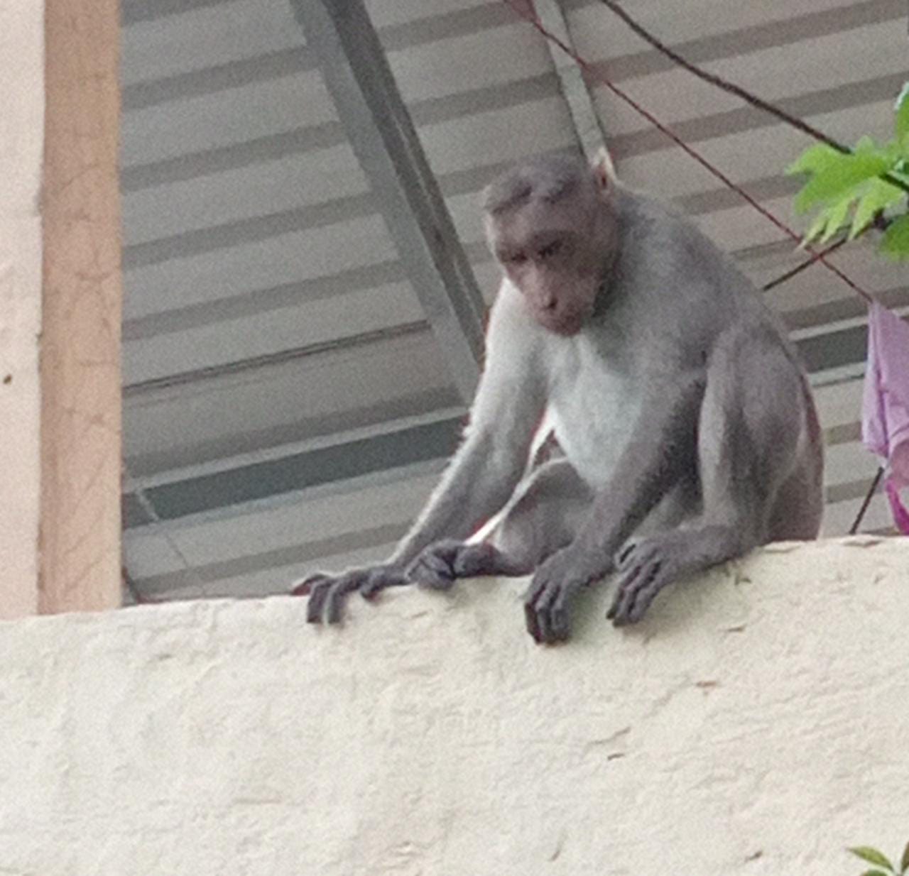 குரங்குகள் அட்டகாசம்