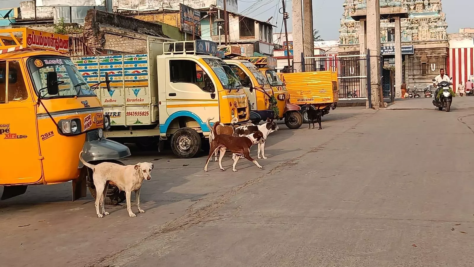 நாய்கள் தொல்லை