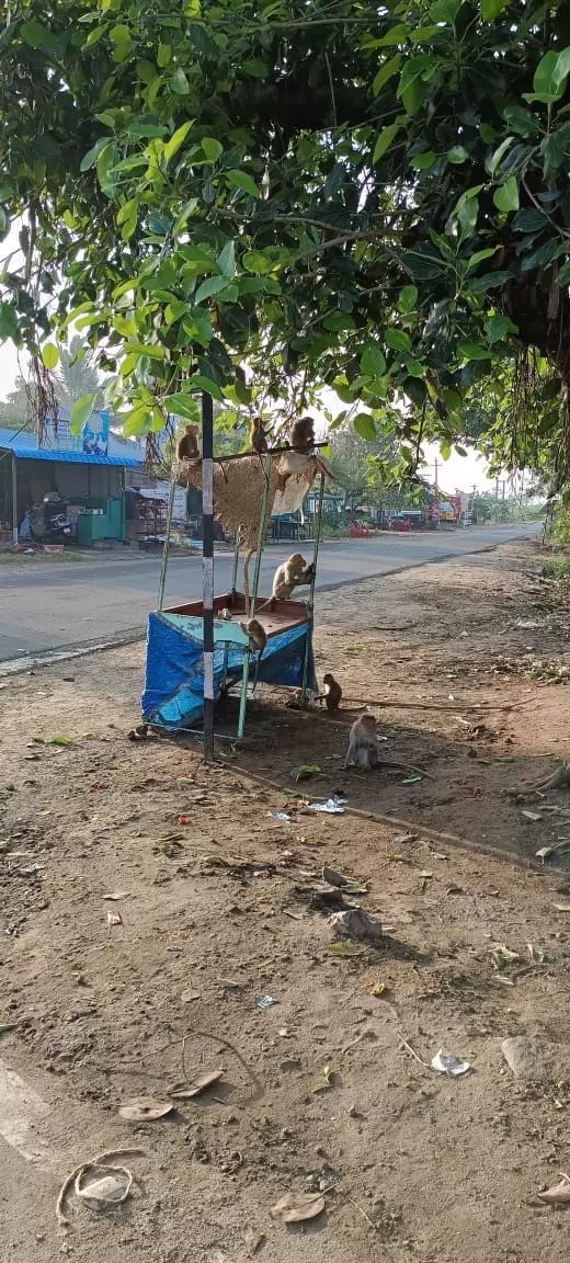 பொதுமக்களை அச்சுறுத்தும் குரங்குகள்