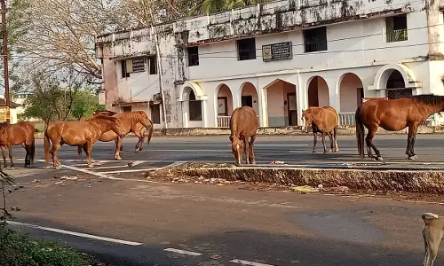 போக்குவரத்துக்கு இடையூறாக குதிரைகள்