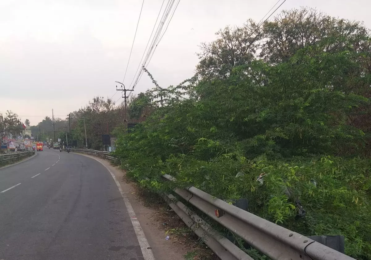 கருவேலமரங்கள் அகற்றப்படுமா?