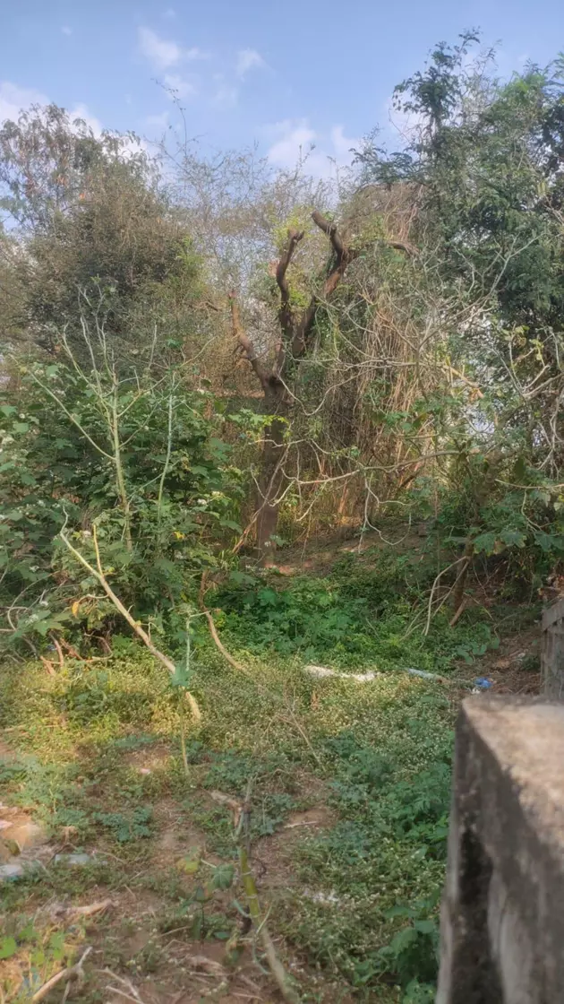 மரங்களை வெட்டும் நபர்கள்